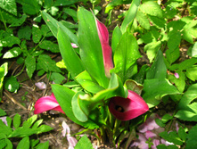 IMG 5423.JPG