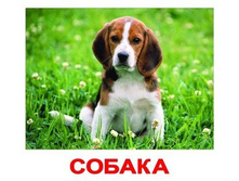 �������� �������� "�������� ��������" 0201 - 159 ���.