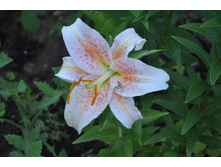 ������ ����