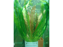 ��. �����������