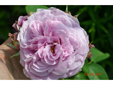 �������� ���