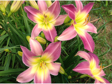 ��� �����