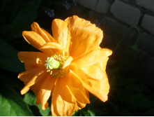 ������� ��������� �������� �������.JPG