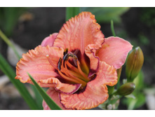 ������ �������������.JPG