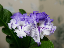 Dem ������ ������