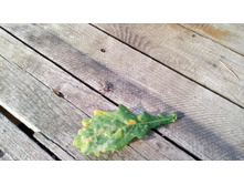 IMG 20170820 162230.jpg