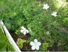 ����������� 055.jpg