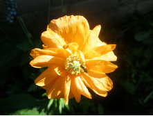 ������� ��������� �������� �������.JPG