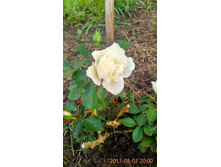 IMG 20170803 200006 HDR.jpg