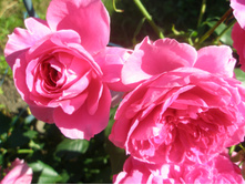 ������� �� �������?.JPG