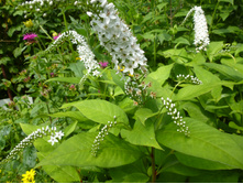 ����������� 088.jpg