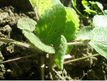 ������ ���������?.JPG