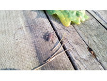 IMG 20170820 162419.jpg