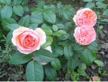 ���� Chipenndeil.JPG