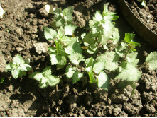 ������� ��������� "Beacon Silver" ("���������� ����").JPG