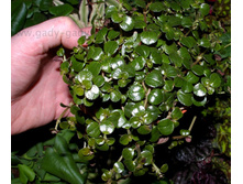 ����� �������� ( Pilea depressa)