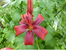 ����������� 093.jpg