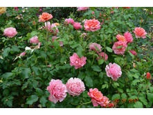 ��� �����