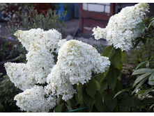 ����������� �����������