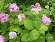 SDC11739.JPG