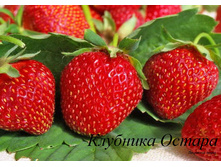 ��������� ������, 50���..jpg