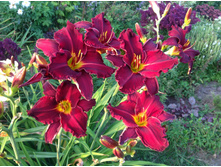 ���� �����