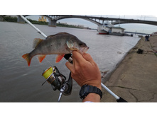 IMG 20170807 073619.jpg