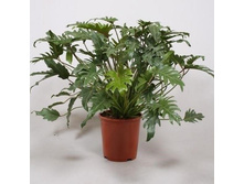 ����������� ������� ( Philodendron xanadu) - 750-900 ���.