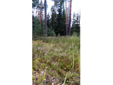 IMG 20170805 132232.jpg