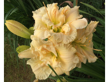 ������� ����� ������������� ;-)