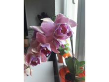20170815 130829.jpg
