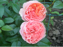 ���� Chipenndeil.JPG