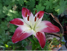 DSC00773.JPG
