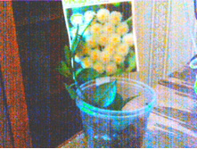 ���� Lacunosa Eskimo