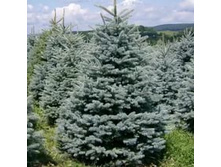 ��� ������� 'Glauca' Kaibab,Misty Blue 100-140��. ���/�����/�����  1400�
