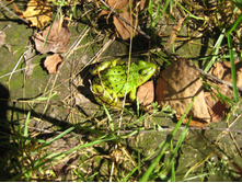 IMG 3732.JPG
