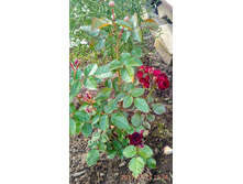 IMG 20170725 193427 HDR.jpg