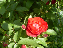 SDC11700.JPG