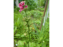 ����������� 062.jpg������� �������� ��� �������������