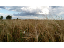 IMG 20170805 173238.jpg