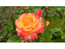 P 20160621 184840.jpg