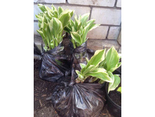 ��� ��������