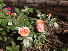 ���� Chipenndeil