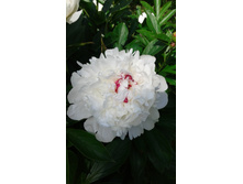 ������� �������