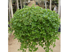 ����� �������� ( Pilea depressa) - 450 ���.