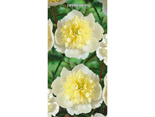 ���� ���������.jpg