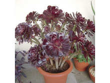 ������ ����������� ������������� ( Aeonium Atropurpureum)- 450- 500   ���.