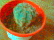 �������������  Stellatum