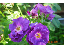 �������� �� ���