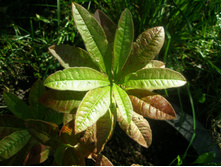 ����������� ����������� Cannon`s Double.JPG